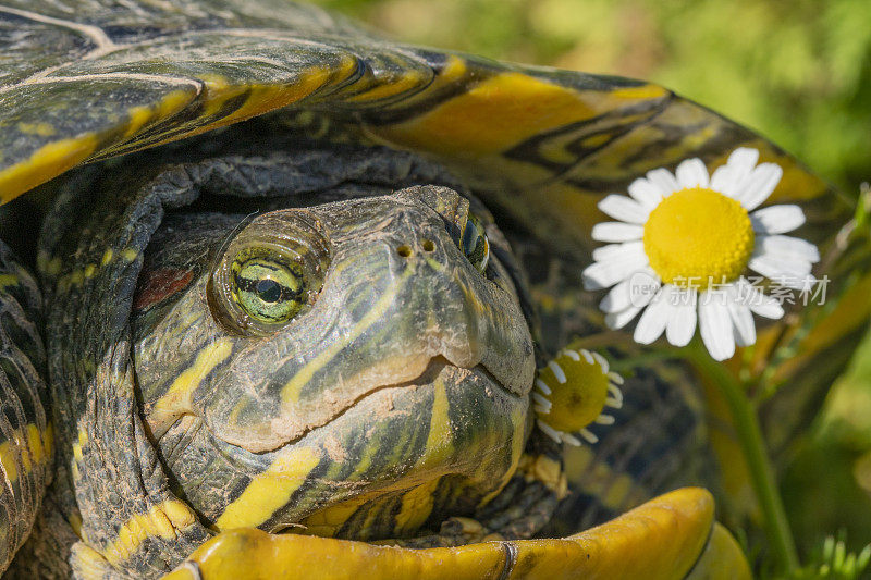 磅滑块(Trachemys scripta)